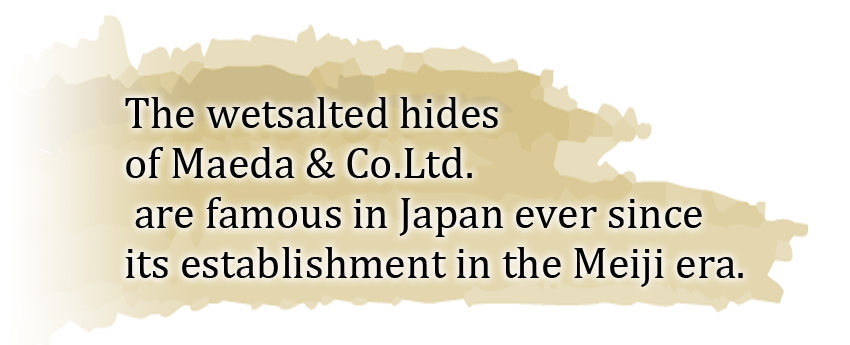 The wetsalted hides of Maeda & Co.Ltd. are famous in Japan ever since its establishment in the Meiji era.